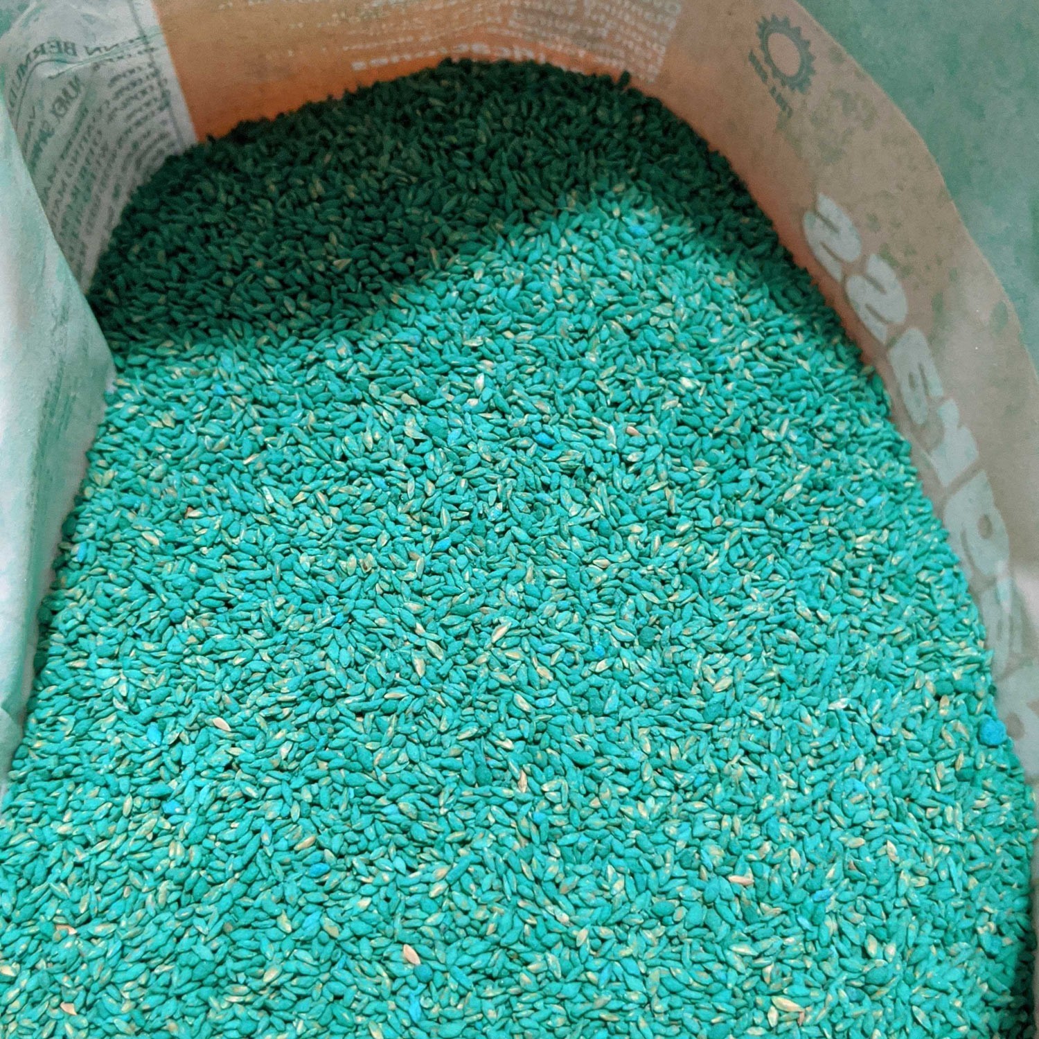 Pennington Bermudagrass Seed / 1 LB covers 1000 Ft