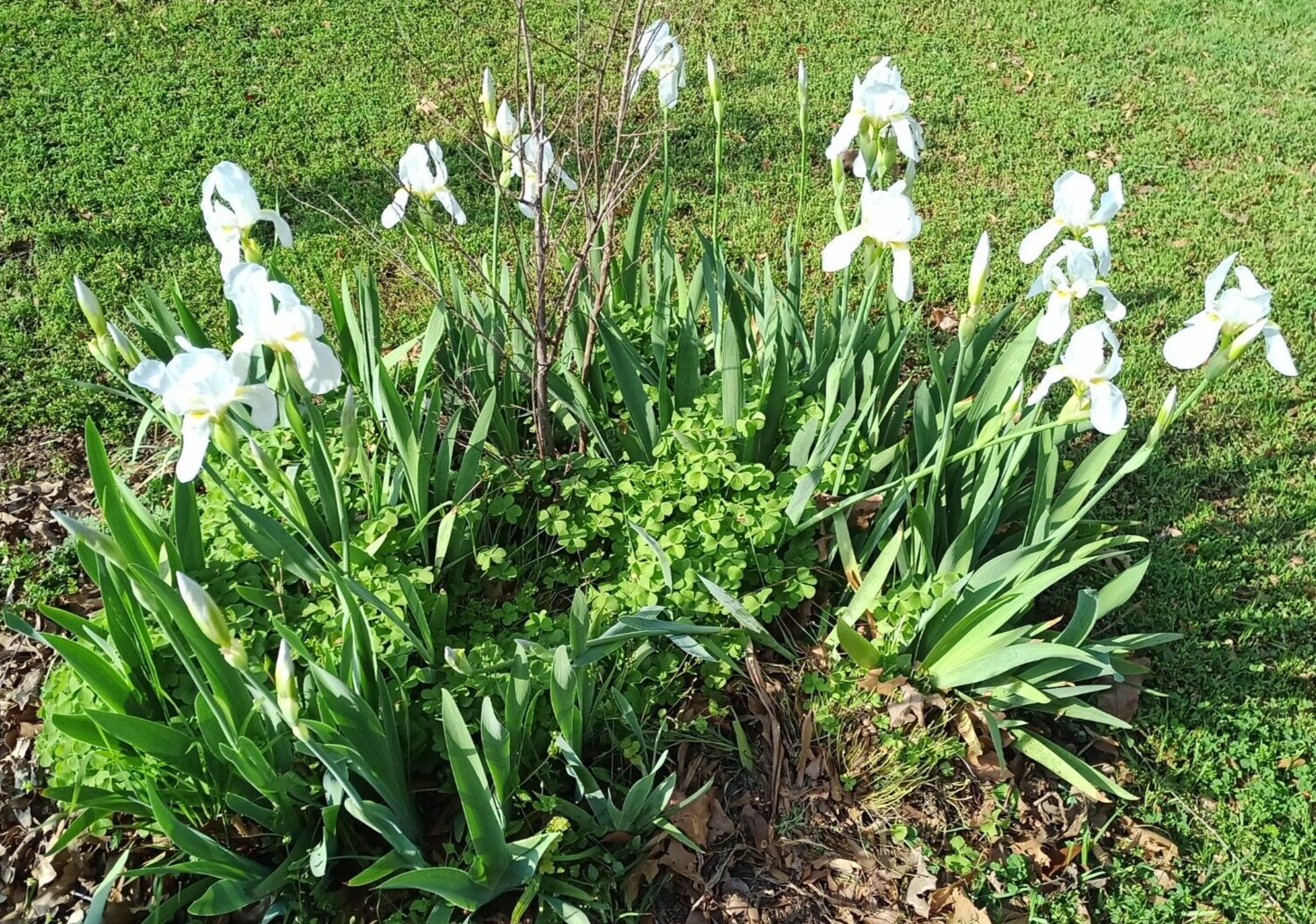 (10) WHITE TALL BEARDED IRIS RHIZOME LIVE ROOT GARDEN PLANTS LOVE SPRING FLOWERS