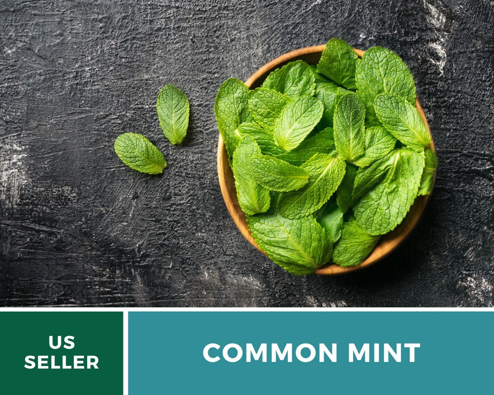 Mint, Common – Heirloom Seeds – Medicinal & Culinary Herb – GMO Free (Mentha spp