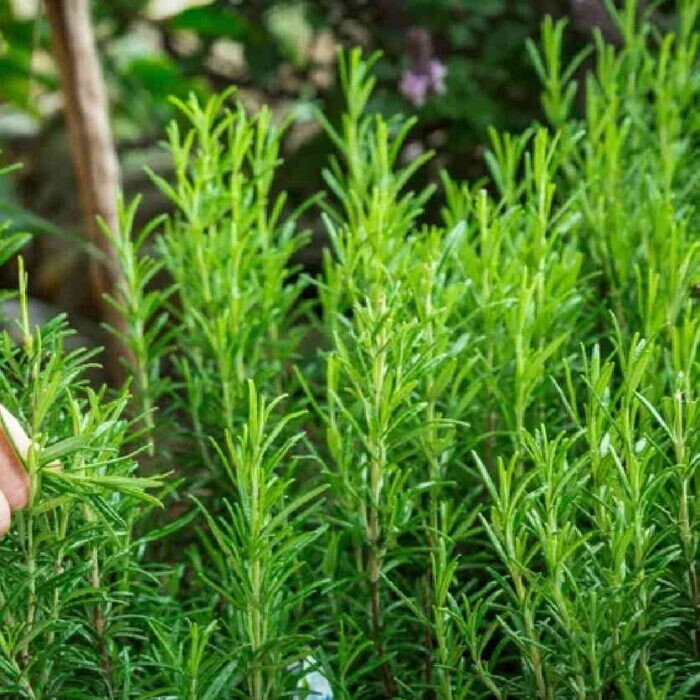 100+ Rosemary Seeds Heirloom Non-GMO Free Shipping Herb Seeds #25