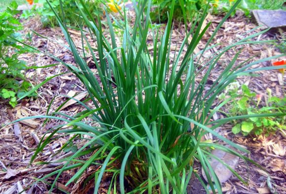 Geisha Garlic Chives – 1/8 Tsp. (200-230 seed count)