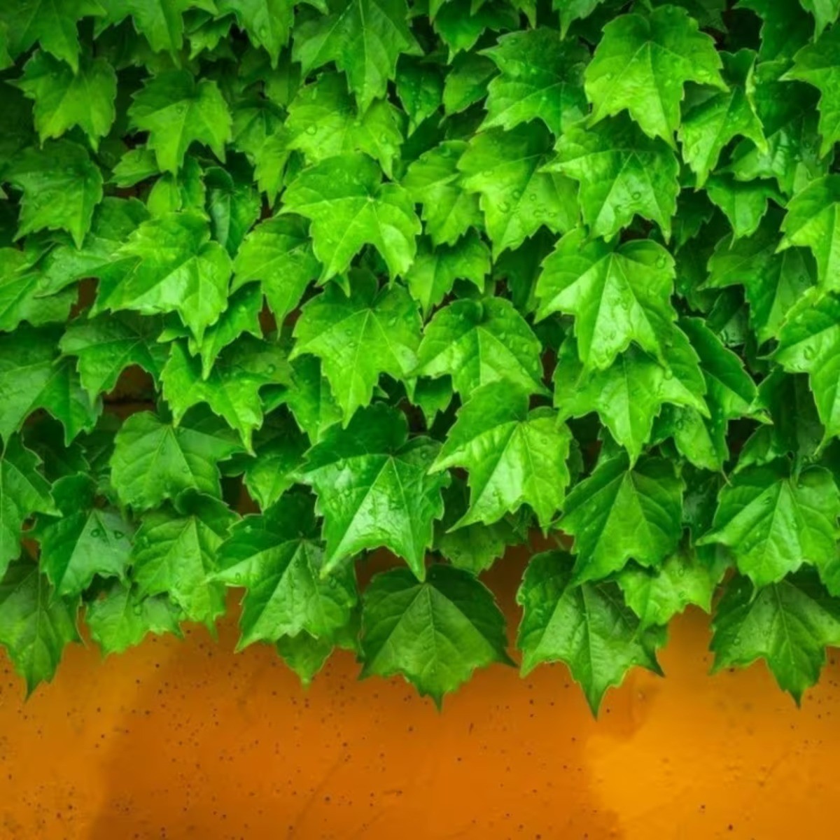 30 Climbing Ivy Seeds for Planting – Easy to Grow Boston Ivy Vine-Fast Shipping