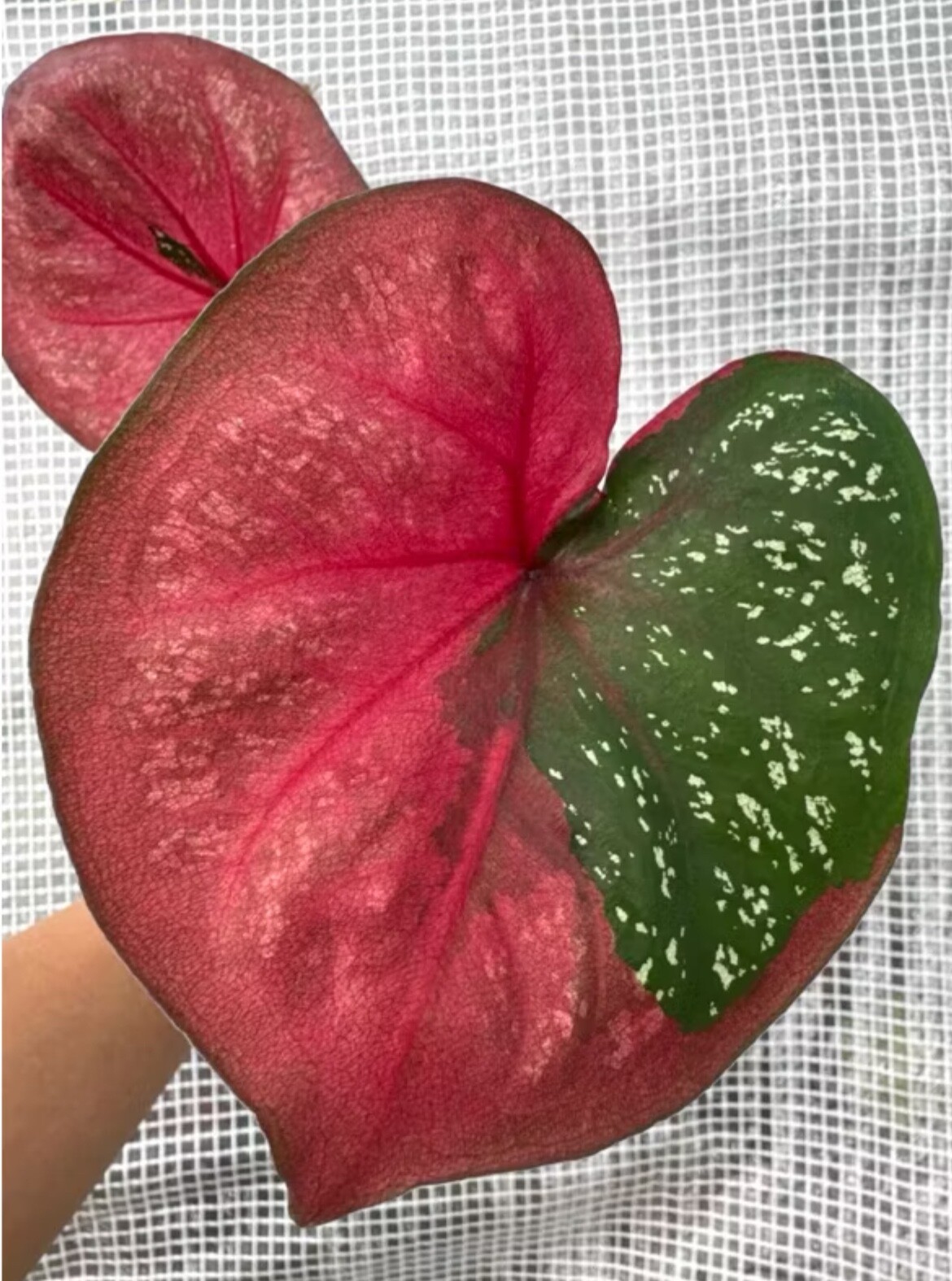 AUTHENTIC Caladium Red Barret 1 bulbs