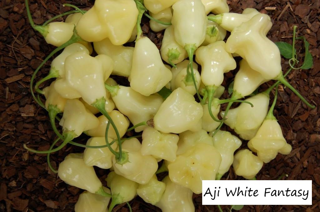 Heirloom Pepper Seeds – Many Unusual Varieties – One Shipping Charge