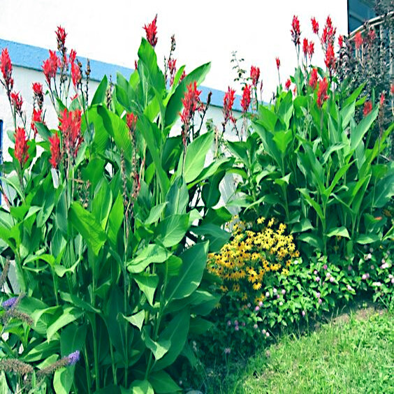 RED CANNA LILY INDICA SEEDS INDIAN SHOT Arrowroot Flowers Attracts Hummingbirds