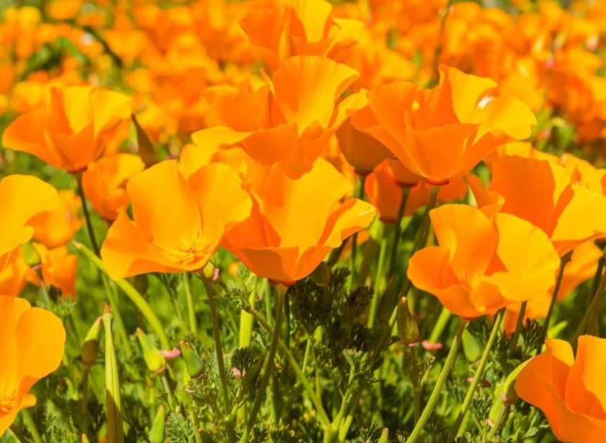 California Orange Poppy Flowers – Seeds – Organic – Non Gmo – Heirloom Seeds