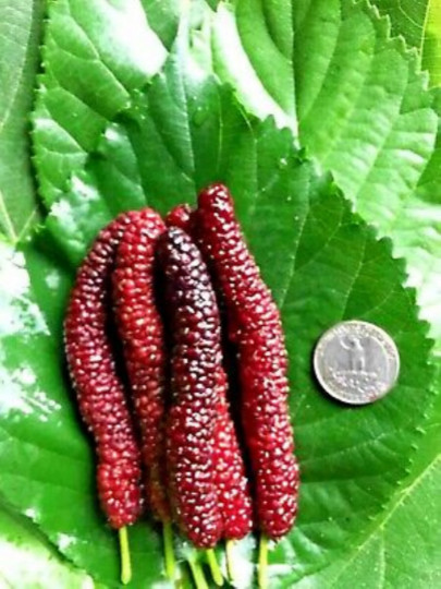 Morus ‘Pakistan’ (Mulberry) 4-5 gal, 3-4’ tall, No Ship to HI, CA, AK