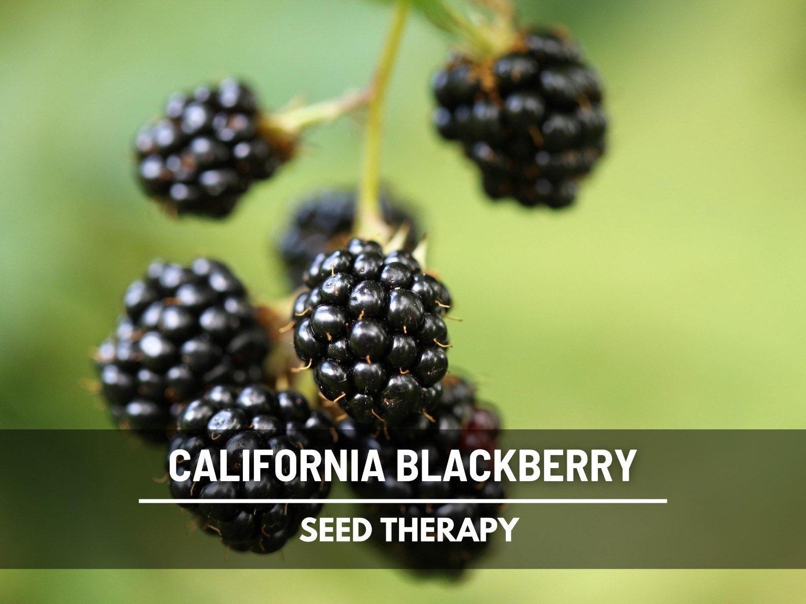 California Blackberry Seeds – Heirloom Fruit, Trailing Vine, Pacific Blackberry