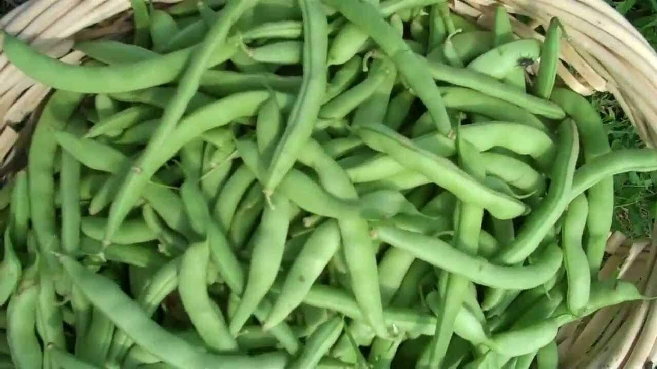 Strike Bush Green Bean Seeds, NON-GMO, Heavy Yields, FREE SHIPPING