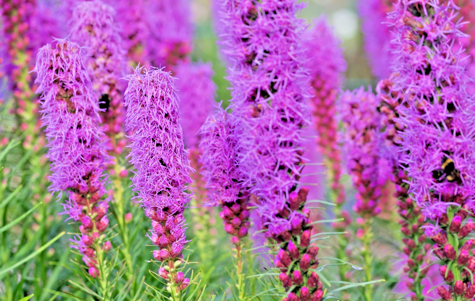 purple Liatris spicata 102 seeds, blazing star, gayfeather. no GMO. grown in USA