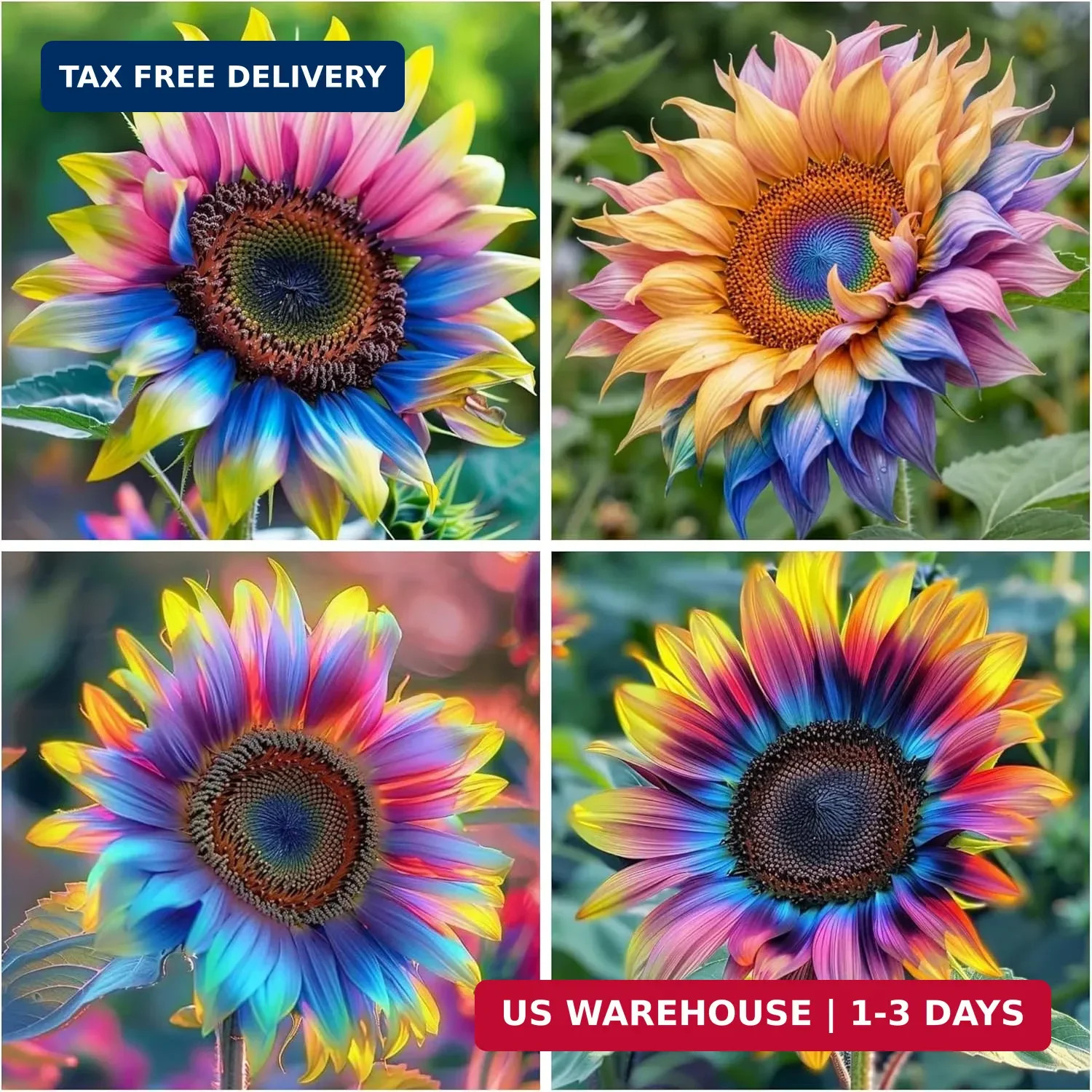 160+ Exotic Rainbow Sunflower Seeds for Planting Multi-Colored Sunflowers Non-GM