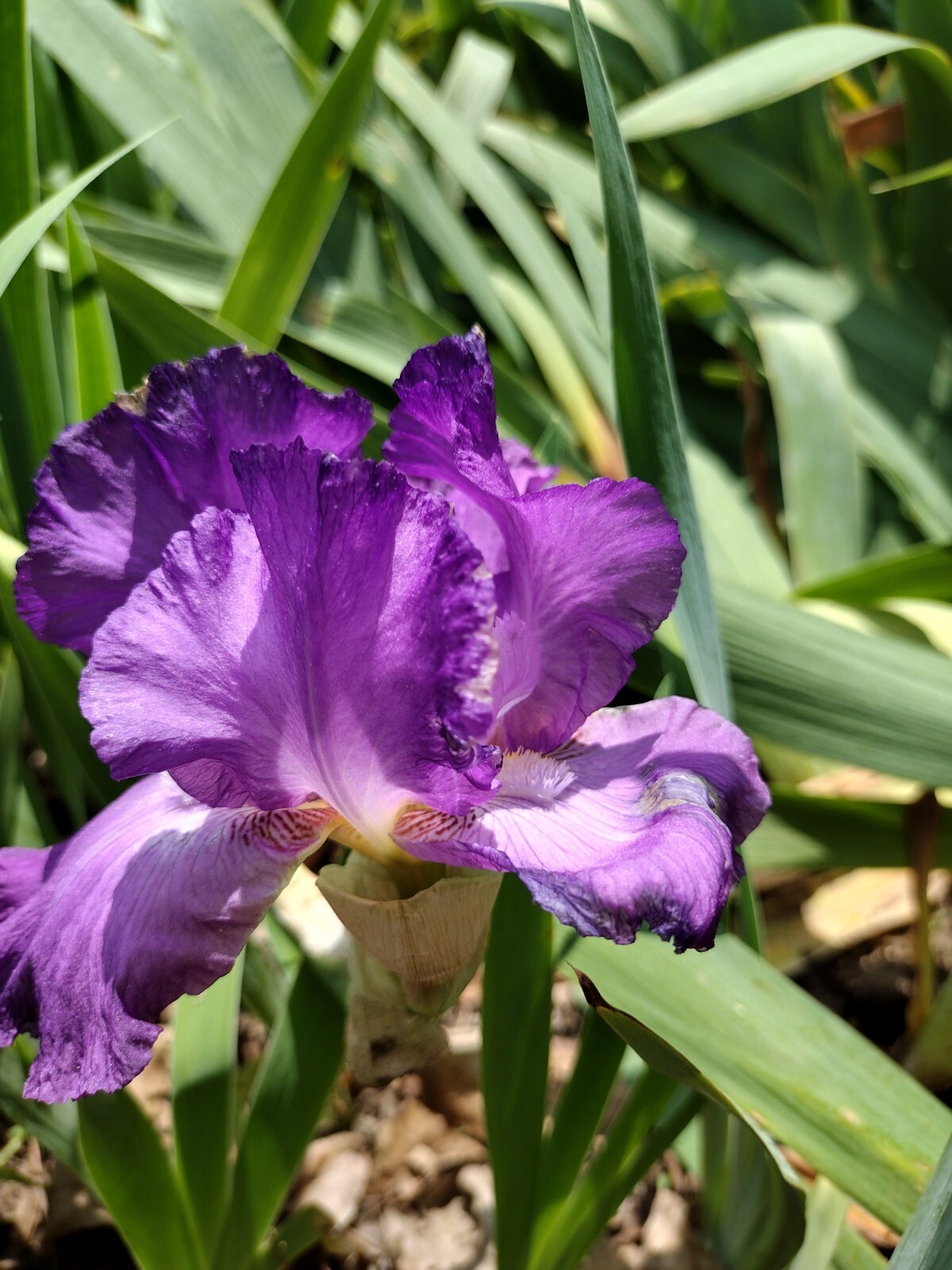 “100 Mixed Variety Bearded Iris– GREAT VALUE• Fresh•Hardy•EASY to Grow