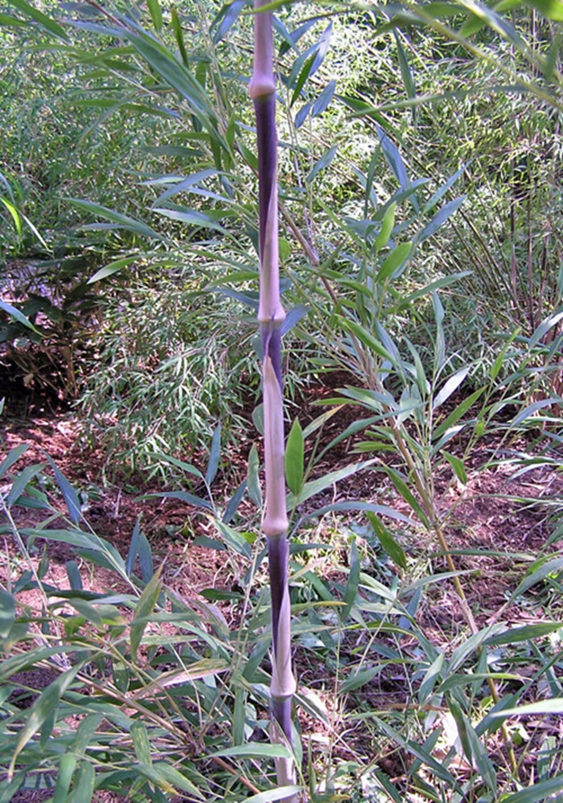 100 Chilean Clump Bamboo Seeds Perennial Ornamental Seed Privacy Shots US SELLER