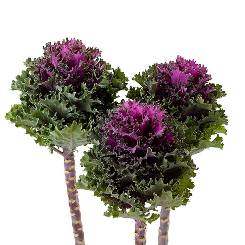50 Flowering Kale Seeds Flowering Kale Empire Katya F1 Hybrid