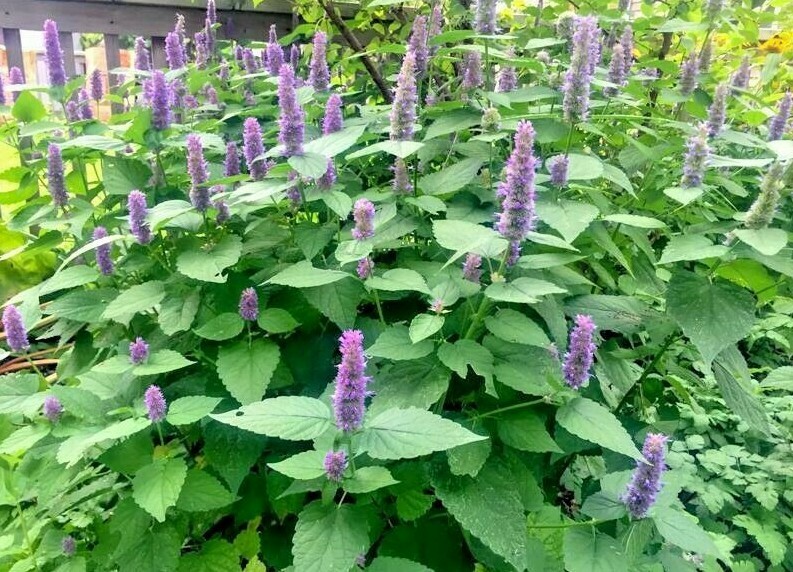 101+Purple GIANT HYSSOP Seeds Native Wildflower Drought Heat Cold Pollinators