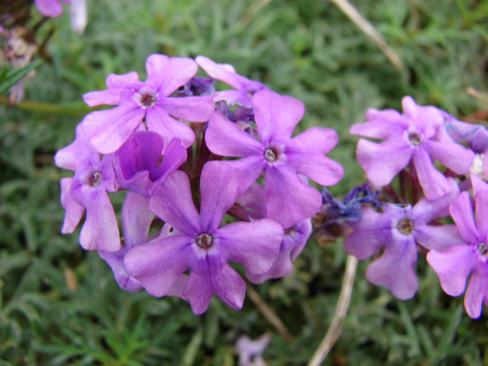 500 Moss Verbena Seeds – Verbena tenuisecta Seeds – Medicinal Plant