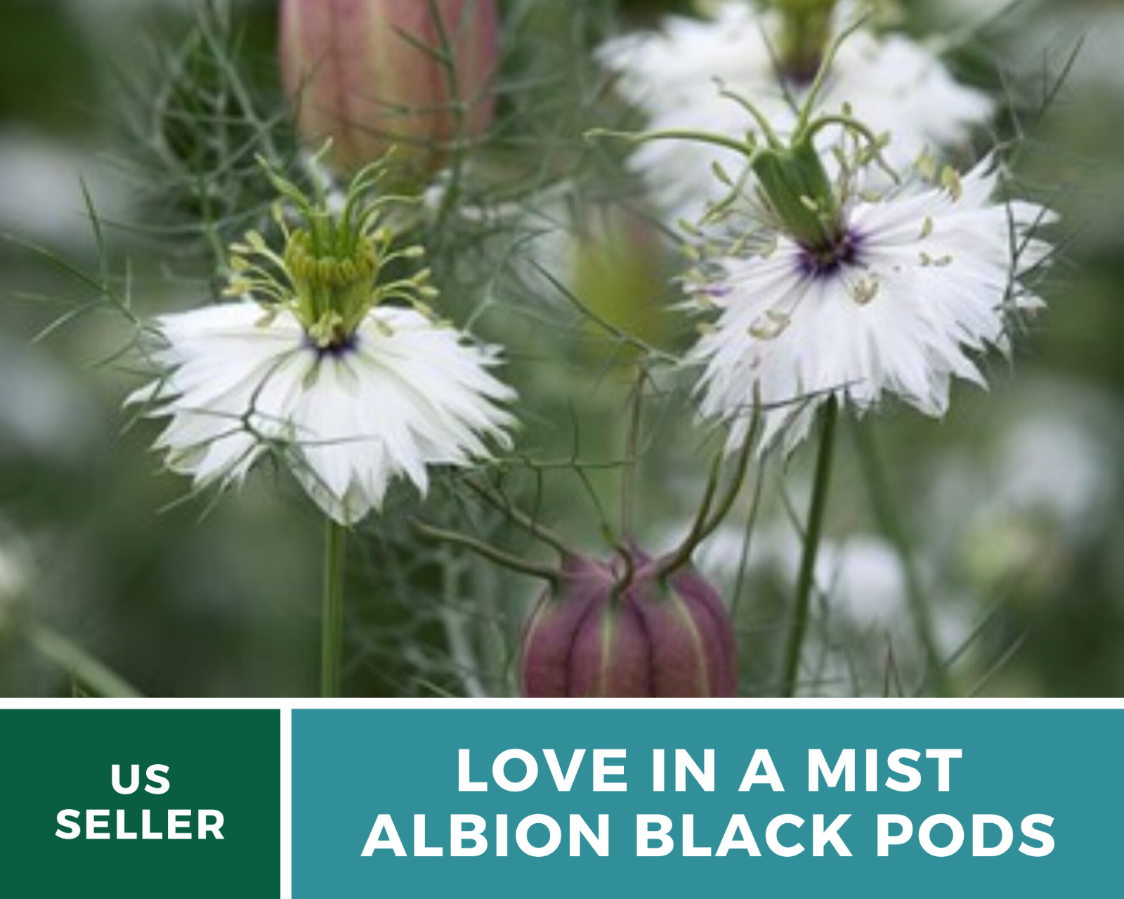 Love in a Mist, Albion Black Pods – 100 Seeds (Nigella Damascena)