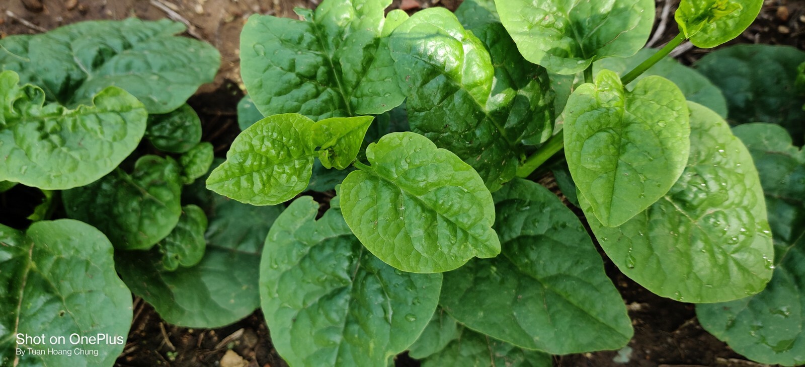 100+ Green Malabar Spinach Seeds /Ceylon /Mồng Tơi  for 2024 season USA Seller