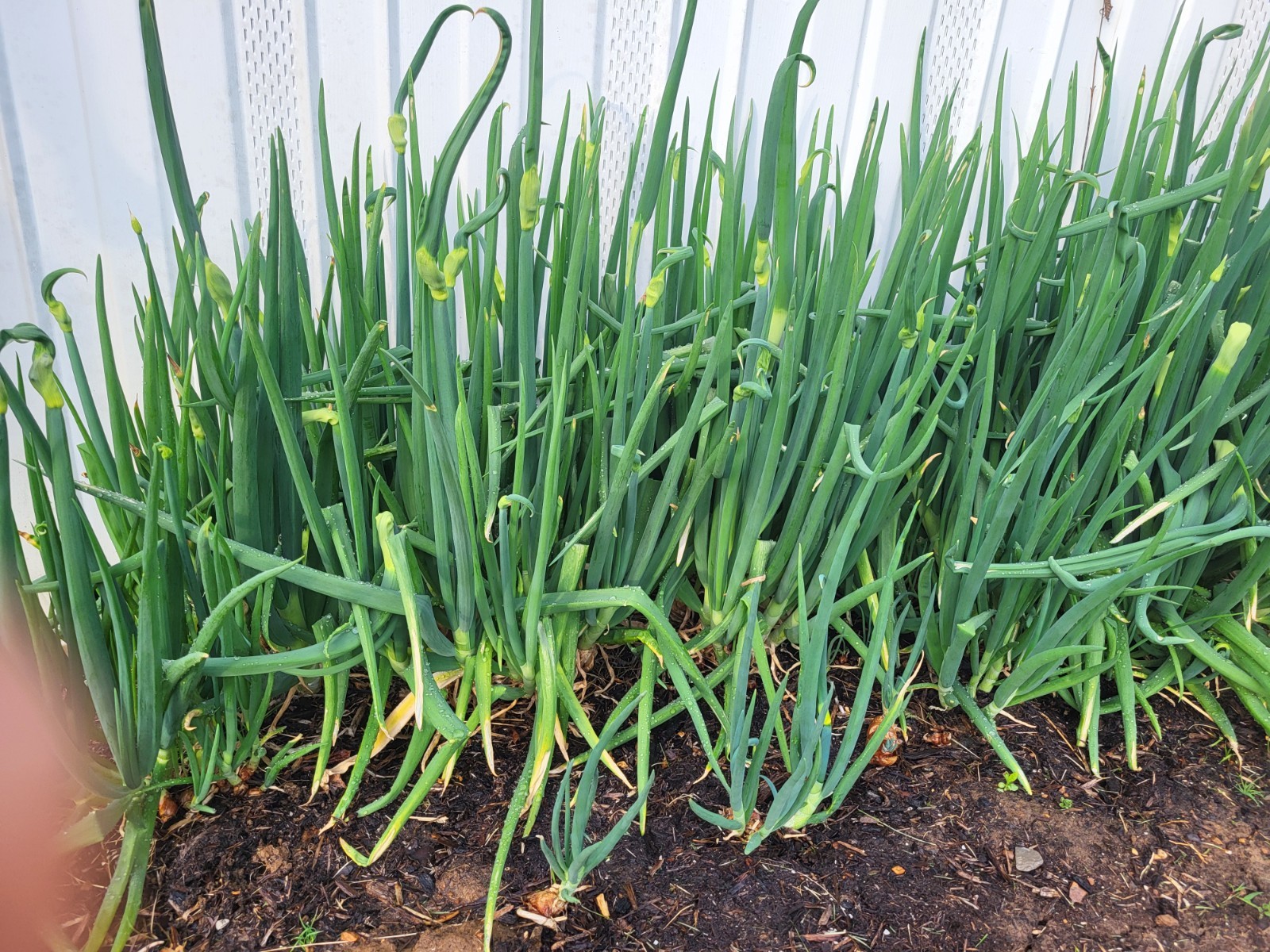 Egyptian Walking Onion, Two Large Bulbs, Perennial, Edible