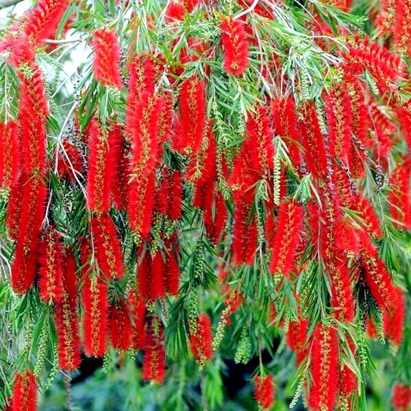 100 WEEPING BOTTLEBRUSH Flower Tree Seeds Garden Plant (Callistemon viminalis)