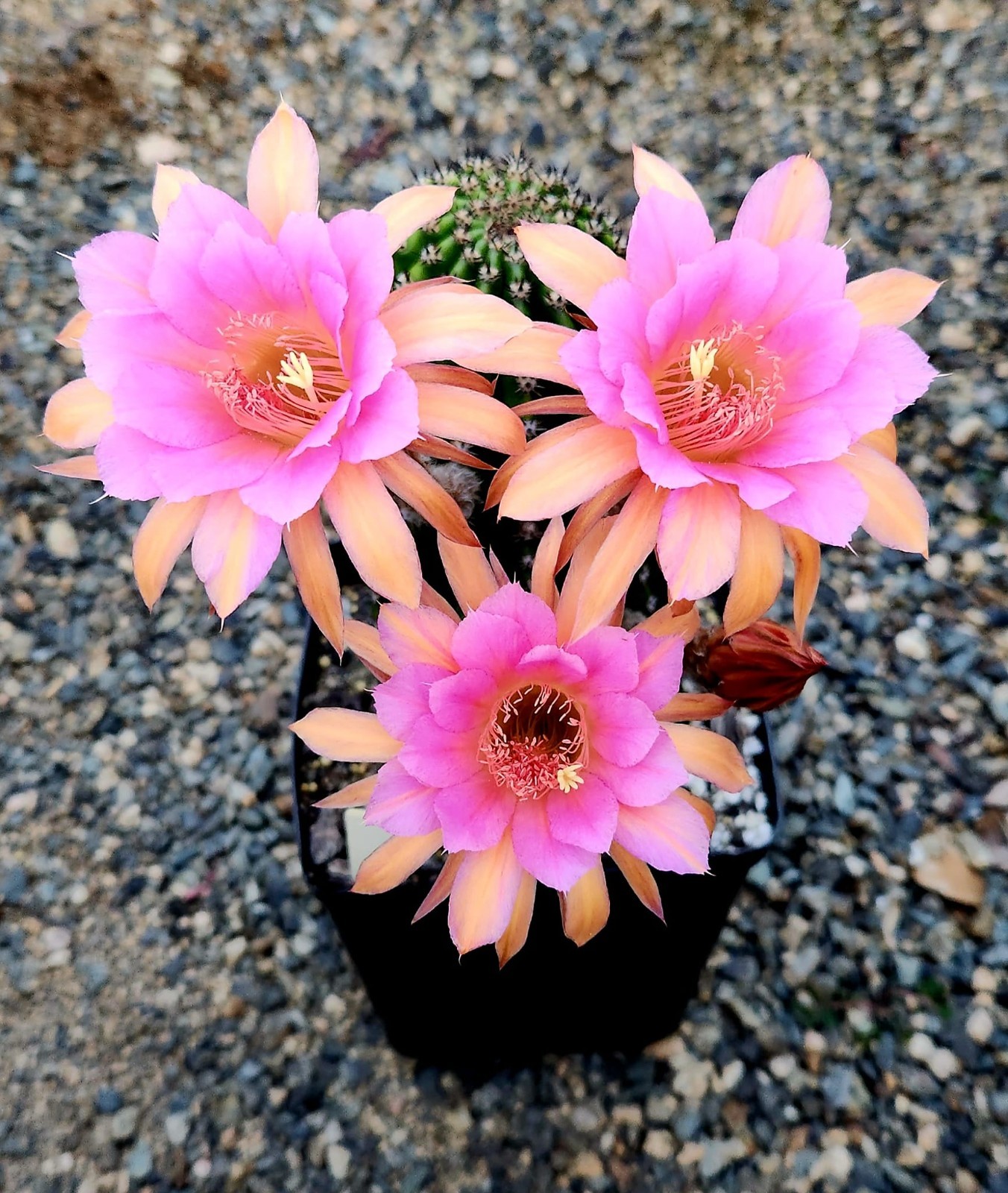 Hildewintera ‘Humke’s Ro Ro’