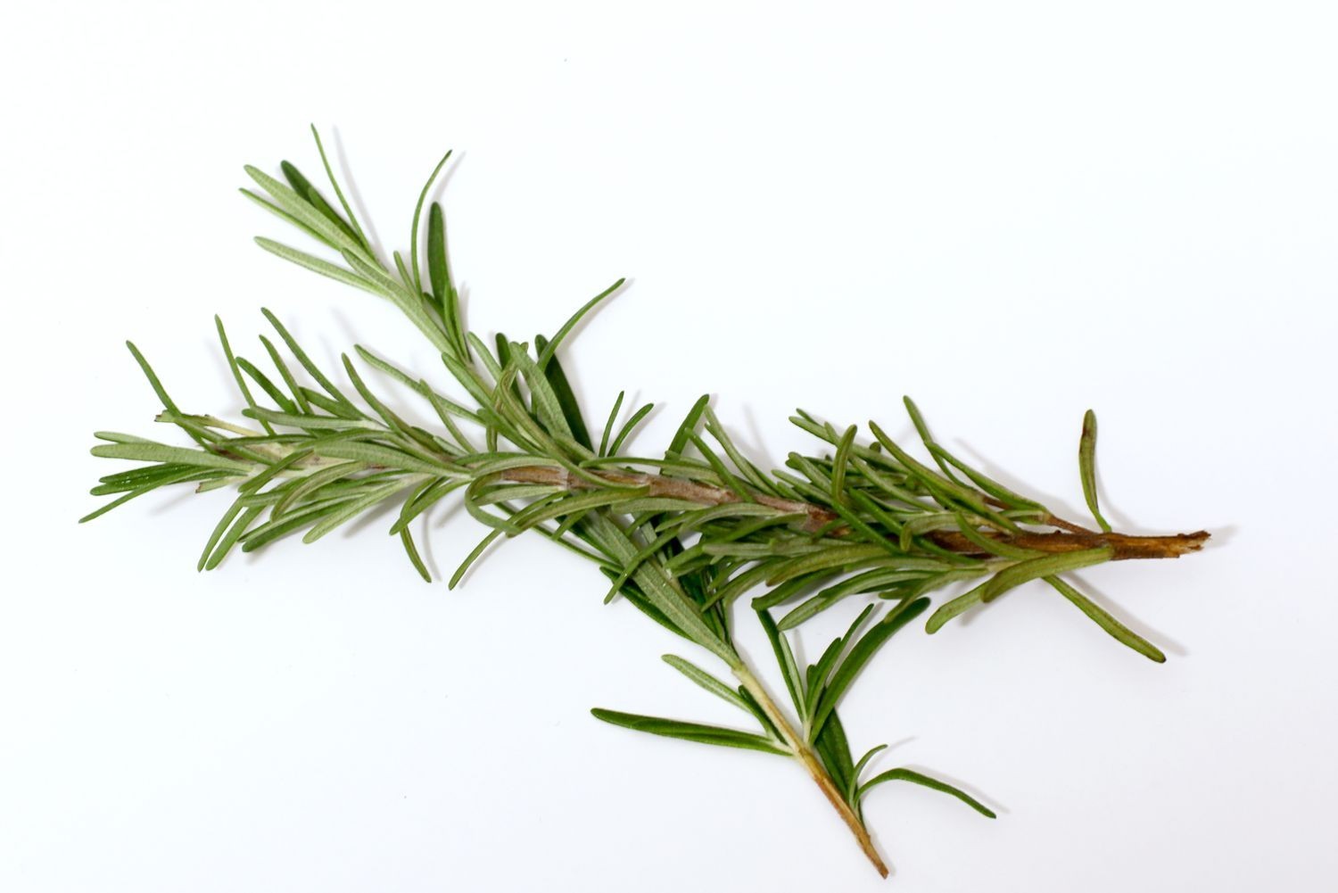 800 Rosemary Herb Seeds Culinary, Potpourri, Medicinal
