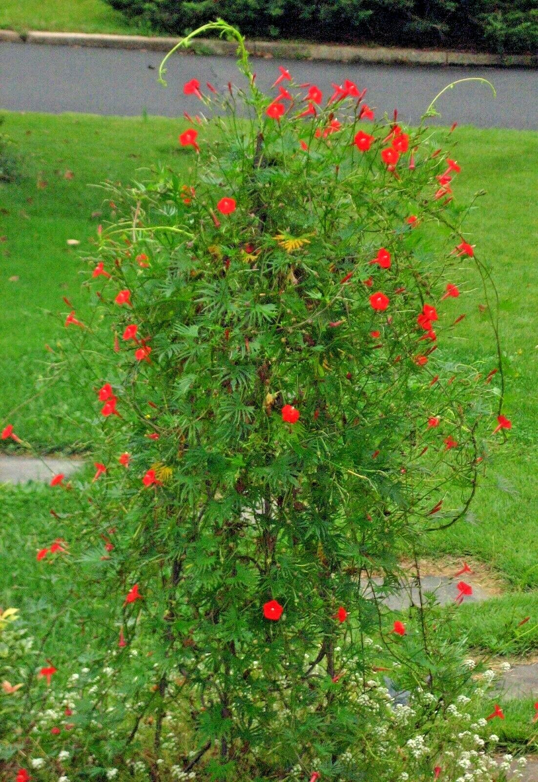 41+CYPRESS VINE Flower Seeds Climbing Flowering Vine Summer Garden Container