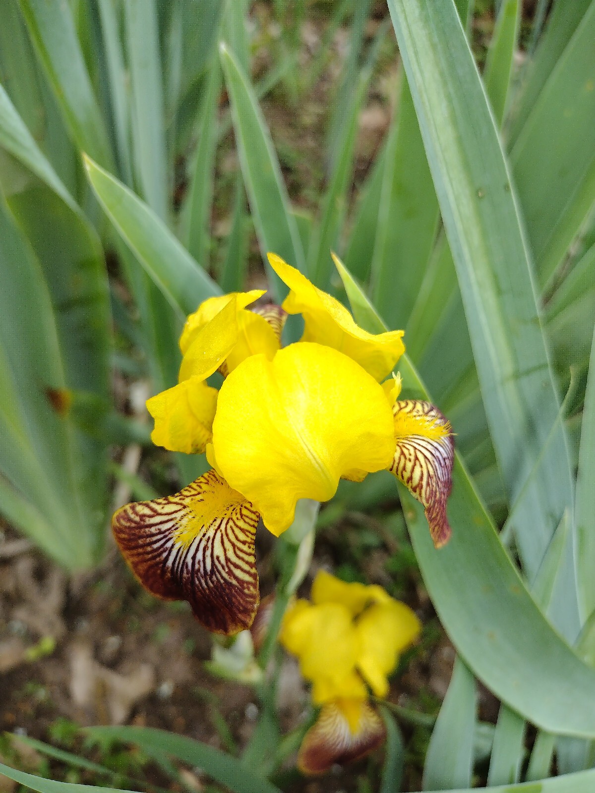 20x MIXED VARIETIES/COLORS BEARDED IRIS BULBS RHIZOMES
