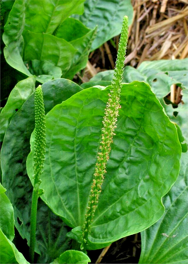 WIDE LEAF PLANTAIN 500 SEEDS, PLANTAGO MAJOR