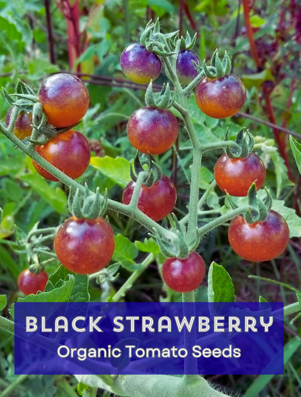 Organic *BLACK STRAWBERRY* Heirloom Cocktail Cherry Tomato Seeds! 🍅