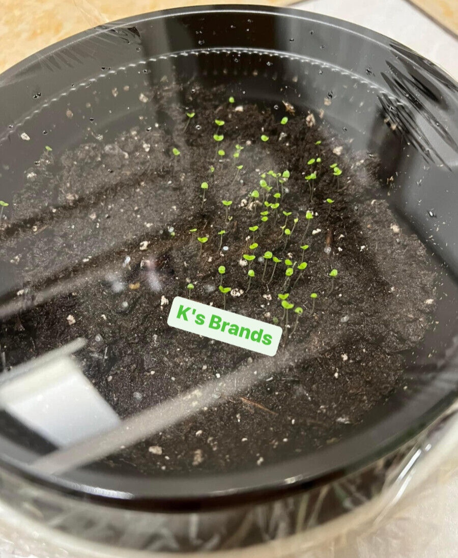 BLACK HERB GRASS JELLY SEEDS / HẠT SƯƠNG SÁO THẠCH ĐEN/ 台灣仙草