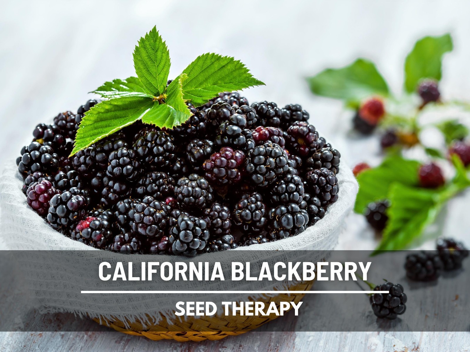 California Blackberry Seeds – Heirloom Fruit, Trailing Vine, Pacific Blackberry