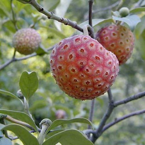 Cornus capitata | Himalayan Dogwood | Bentham’s Cornel | 10 Seeds