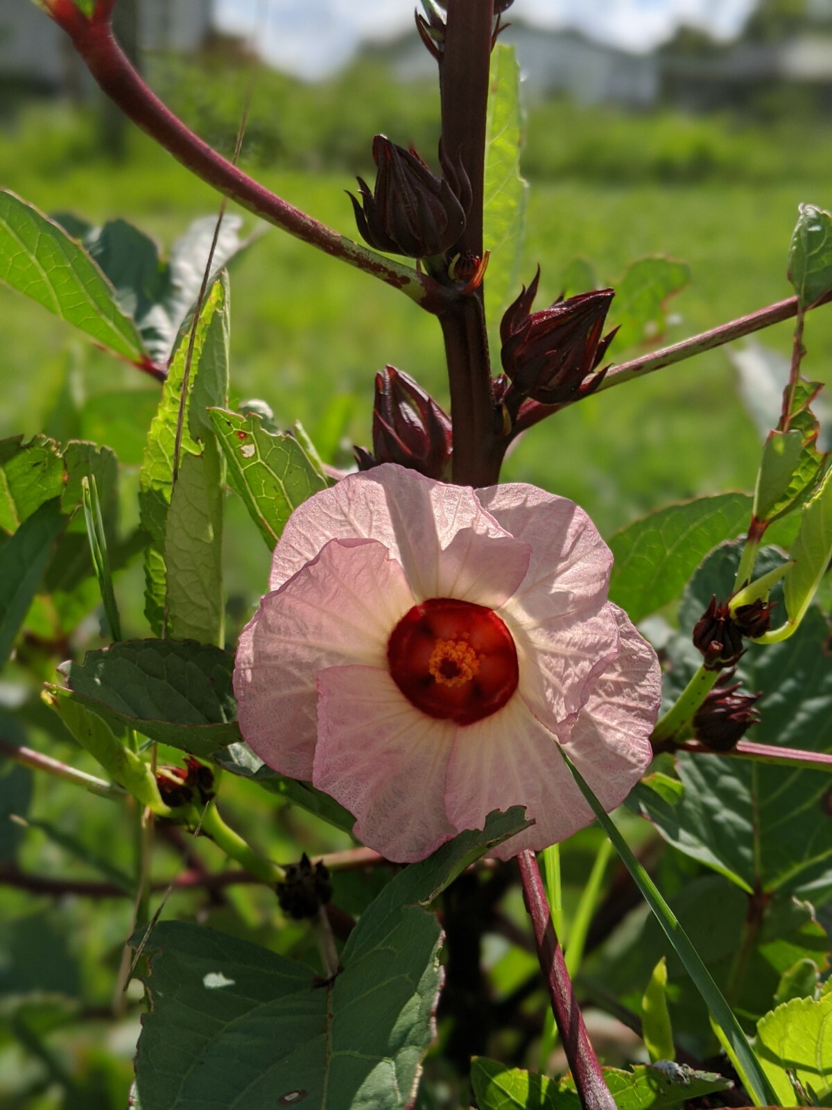 Hibiscus Sabdariffa/Jamaican Sorrel/Roselle/Florida Cranberry 40 Seeds