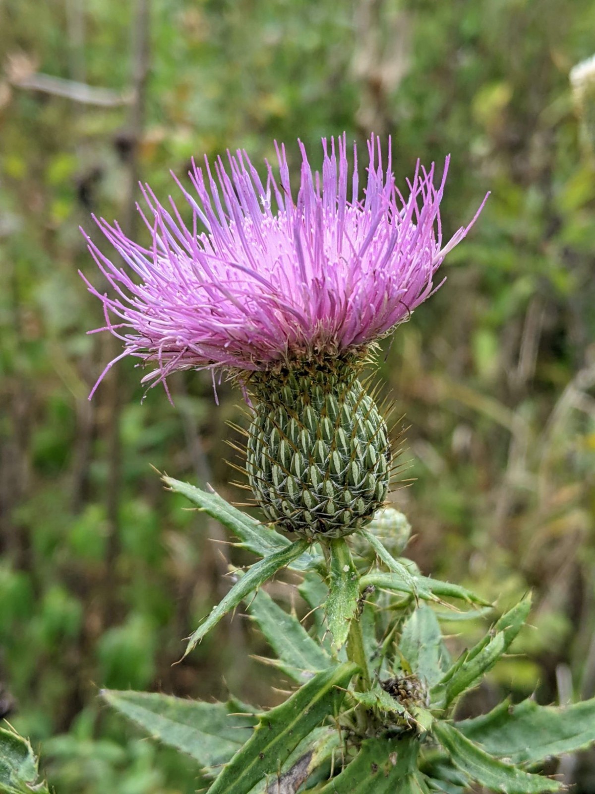 100+ Organic Milk Thistle Seeds (Silybum marianum) Medicinal Herb Culinary Plant