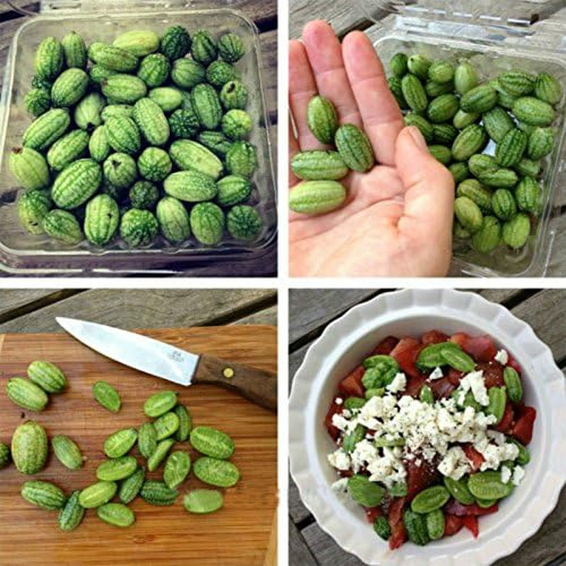Mini Thumb Watermelon Fruit Vegetables Seeds 60+ Cucamelon Mexican Sour Gherkin