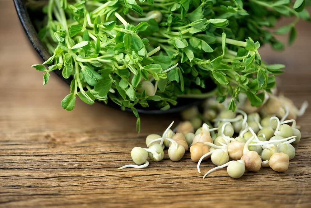 100 Lentil Sprout Seeds to Grow Tasty and Delicious Sprouts in Just Water