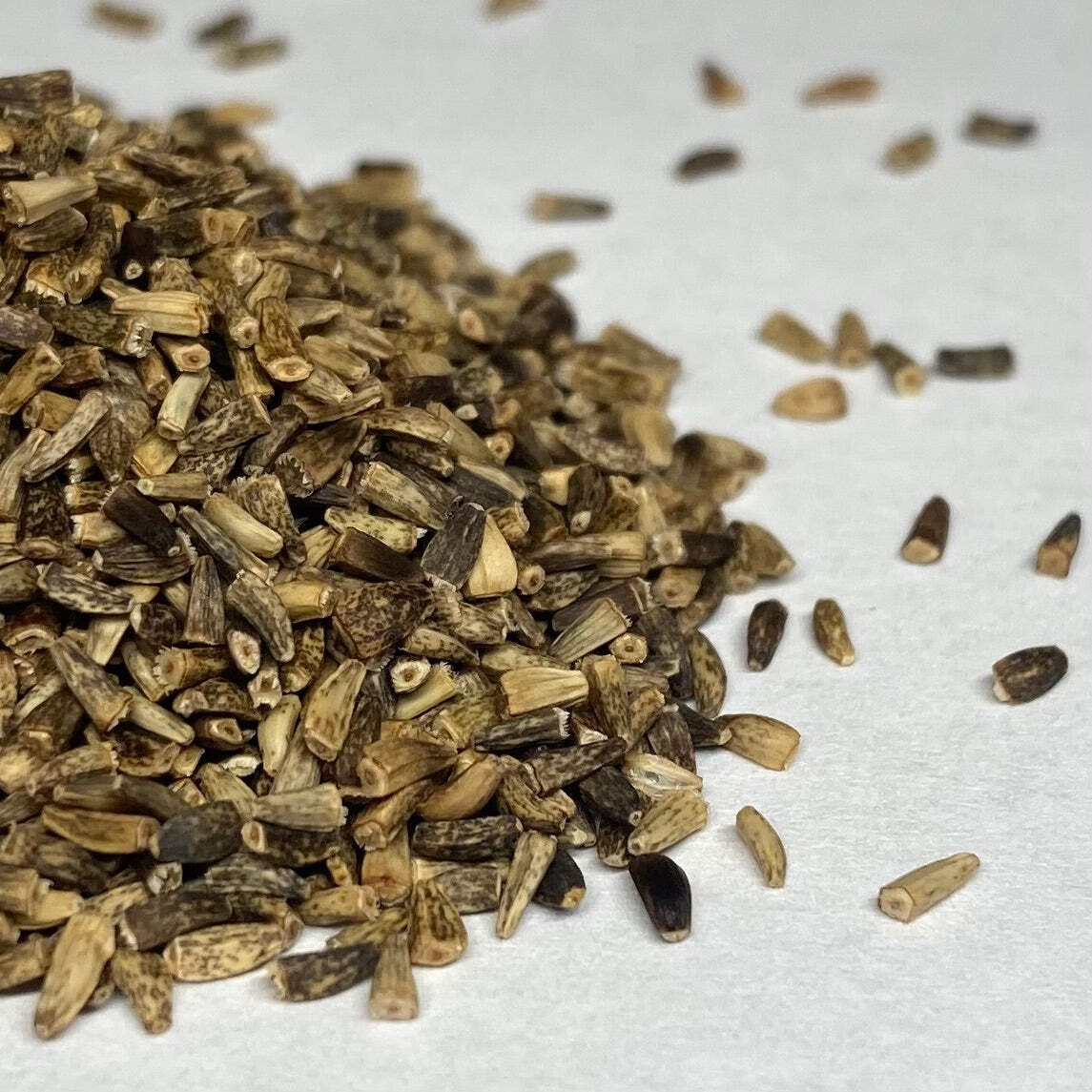Wild Chicory Seeds (Cichorium intybus) ~Native Wildflower Pollinator Garden