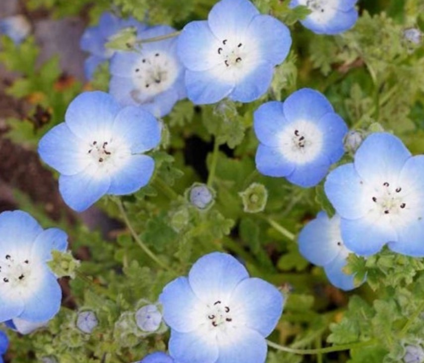 400+ Baby Blue Eyes Seeds **Fresh Seeds** ~~Free Shipping~~