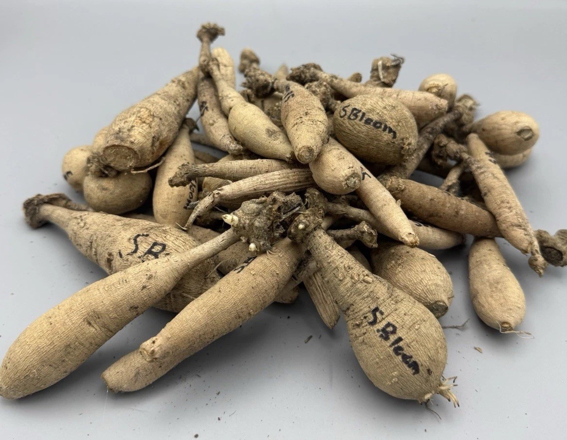 1 – Sonic Bloom Dahlia Flower Bulb Tuber