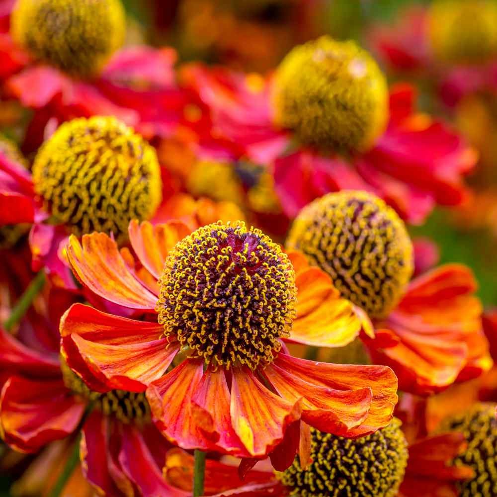 4000 Seeds Helenium Seeds – Sneezeweed Helenium Autumnale Flower Seed