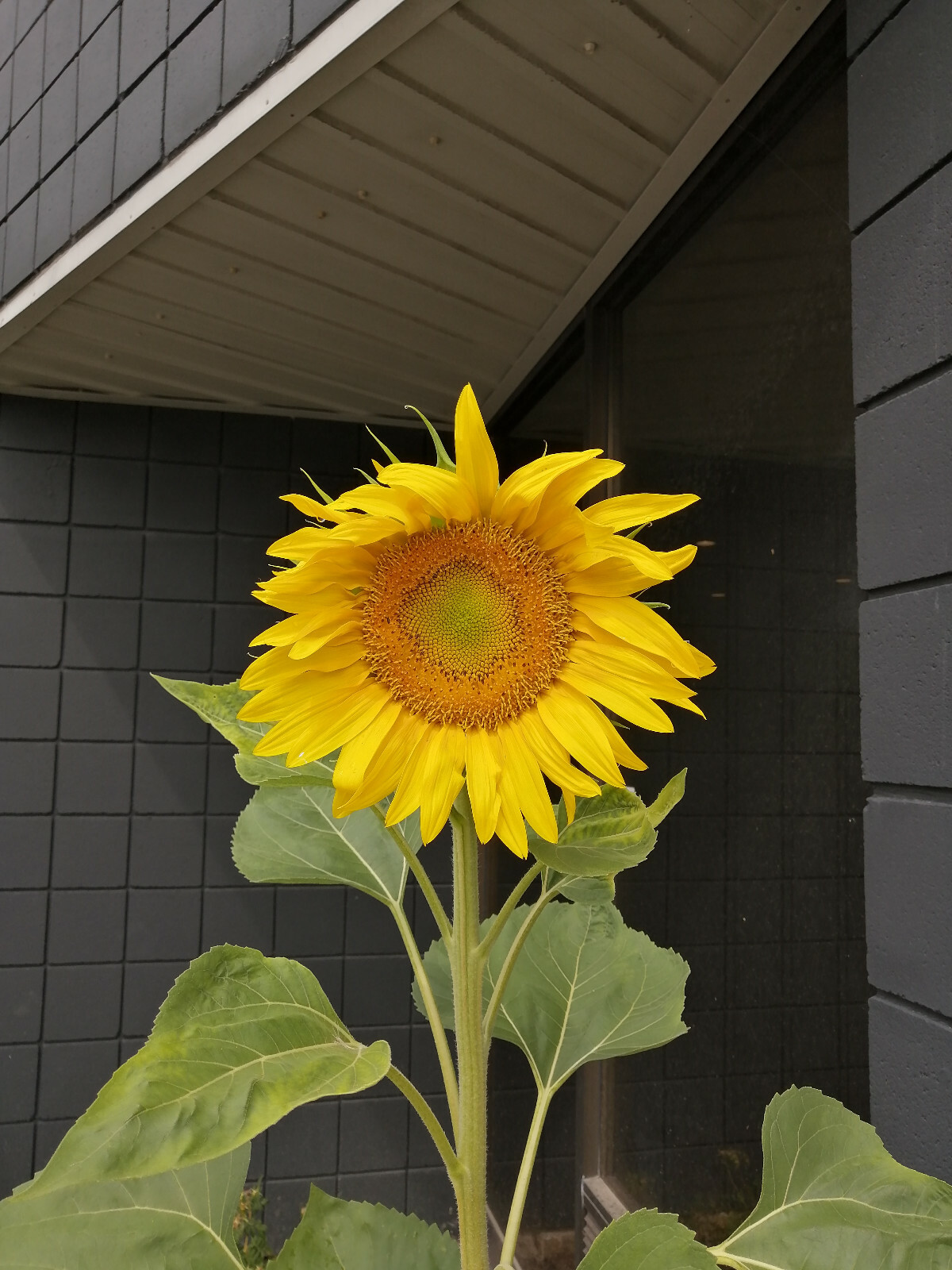 20 Mammoth Grey Stripe Giant Sunflower Seeds Helianthus annuus, for Bees & Birds