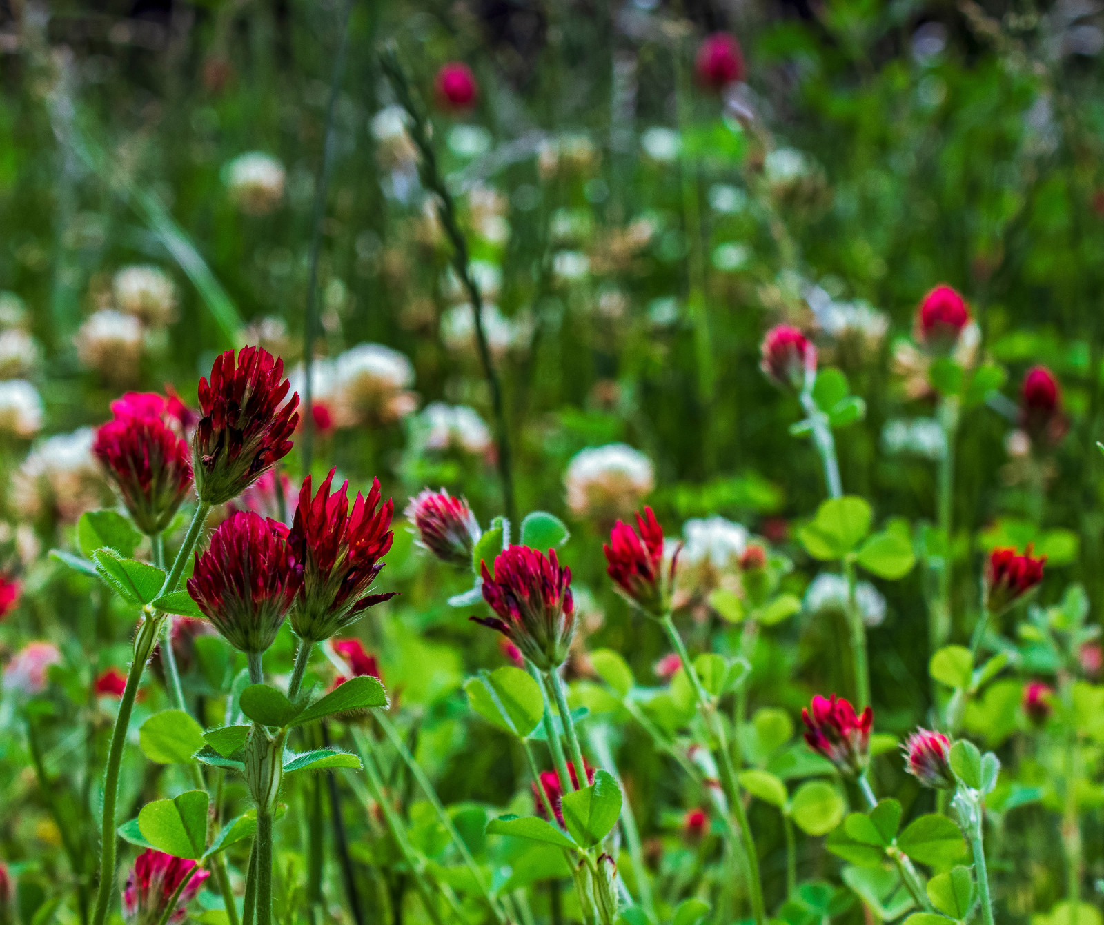 Clover & Chicory Deer/turkey Annual Food Plot Seed Mix – Spring/Fall 1/2 Acre