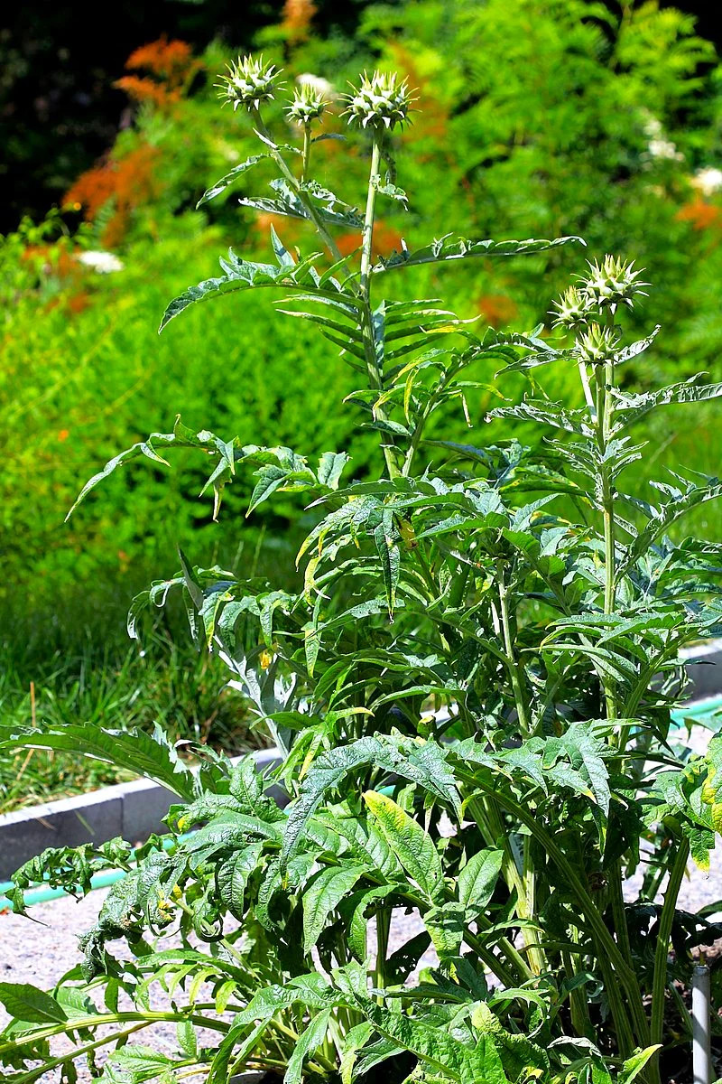 Cardoon Seeds | Cardoni Cardone Cynara Thistle Artichoke Perennial Seed 2024