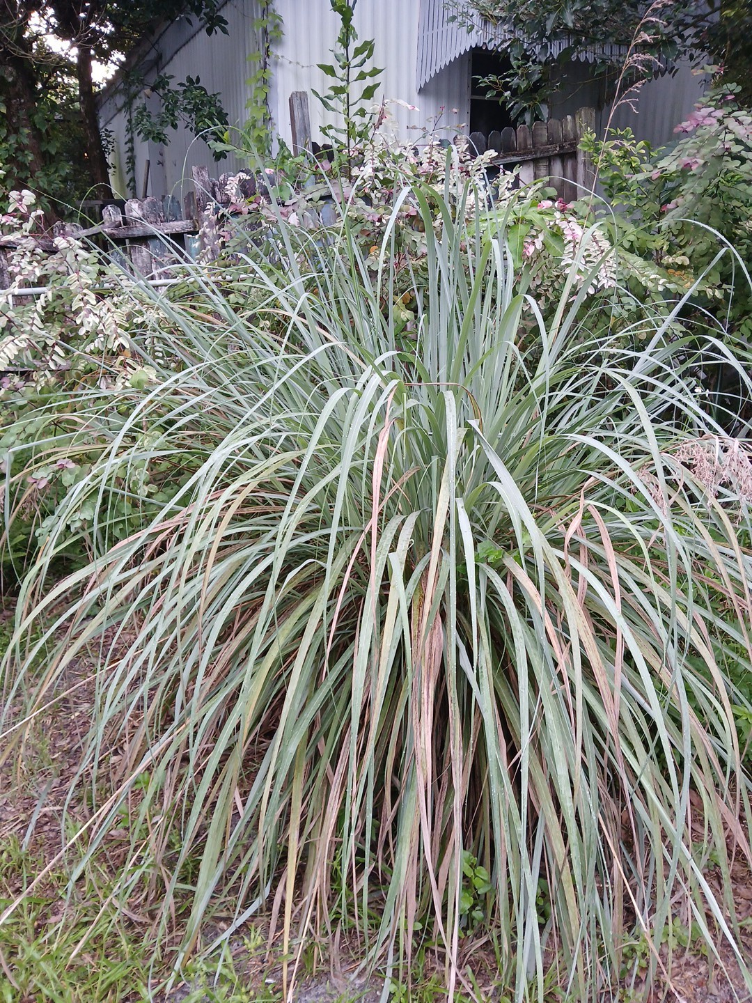 5 Live Lemon Grass Plants Cymbopogon Sereh Healthy Herb for Tea, cooking, bugs