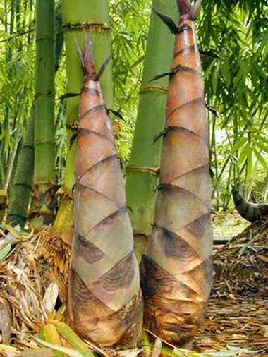 Bambusa bambos 100 Seeds Giant Indian Thorny Bamboo Clumping Bambusa arundinacea