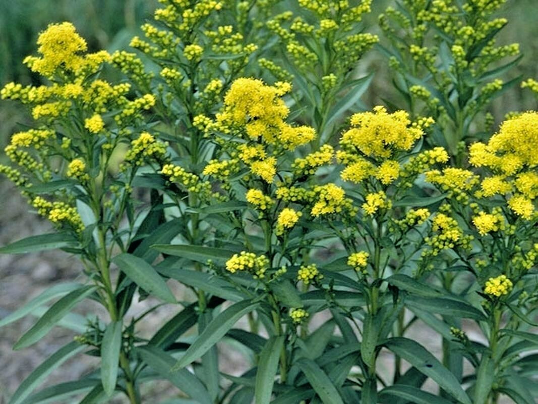 101+STIFF GOLDENROD Seeds Native Wildflower Drought Heat Cold Autumn Flowers