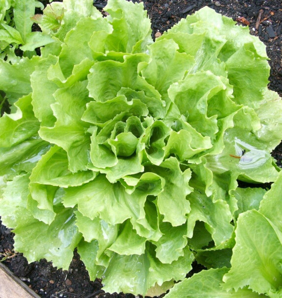 500+Broadleaf Batavian Endive Seeds(Cichorium endivia) Escarole Vegetable USA