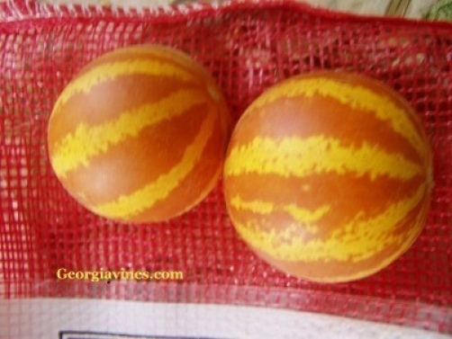 Victorian pocket melon Cucumis melo var. dudaim Plum Granny 10 seeds