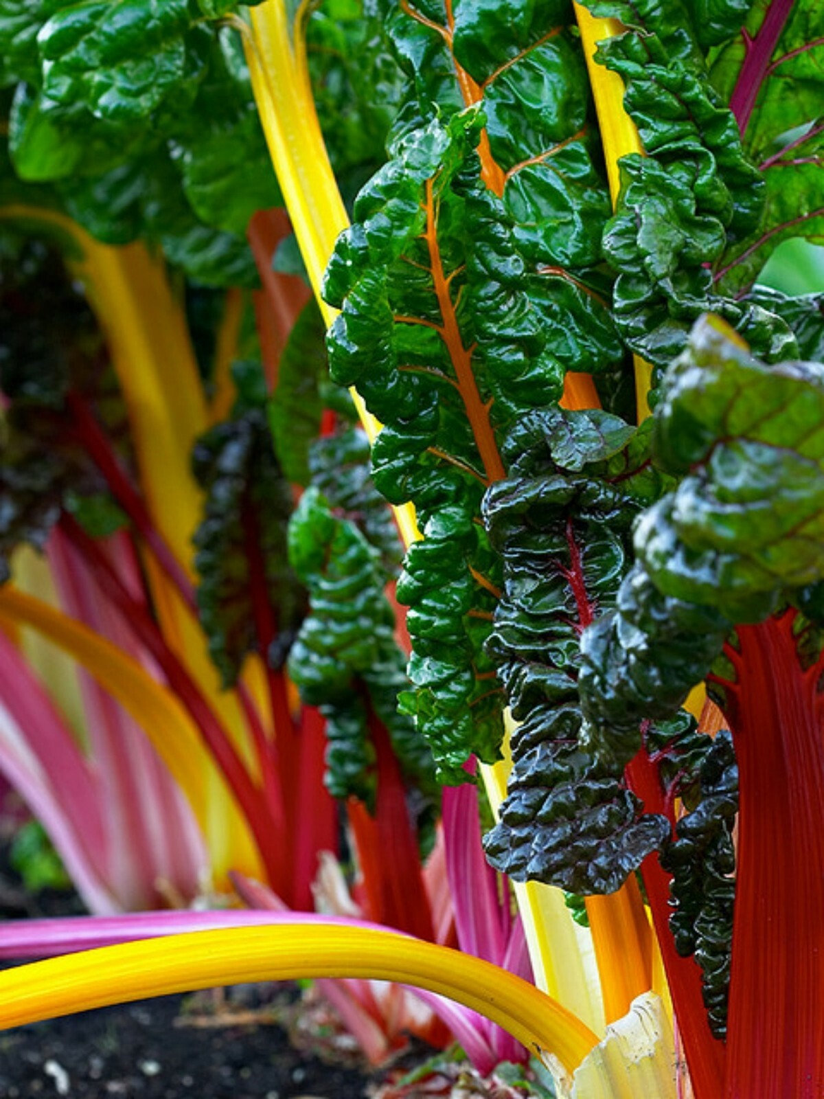 Swiss Chard- Rainbox Mix- 100+ 2021 Seeds Plant in Fall or Spring